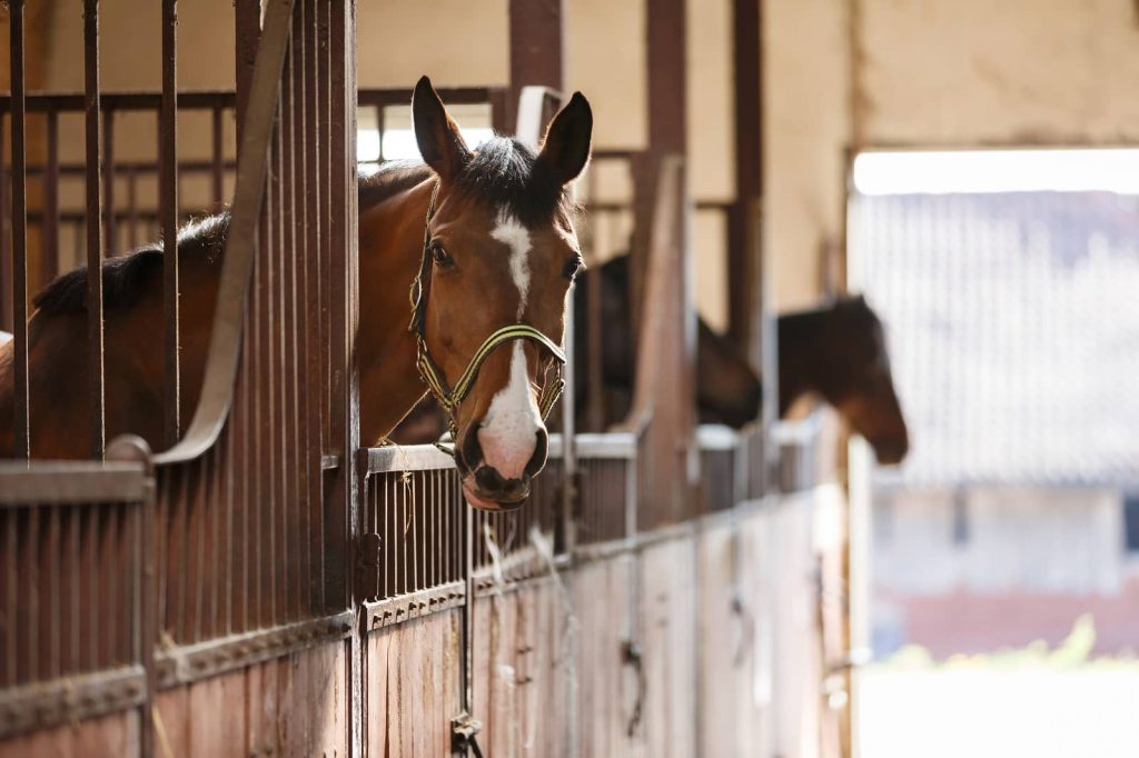 Equine Liability
